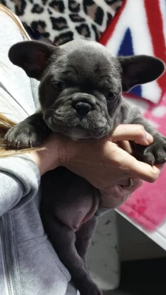 stupendi cuccioli di Bouledogue Francese | Foto 3