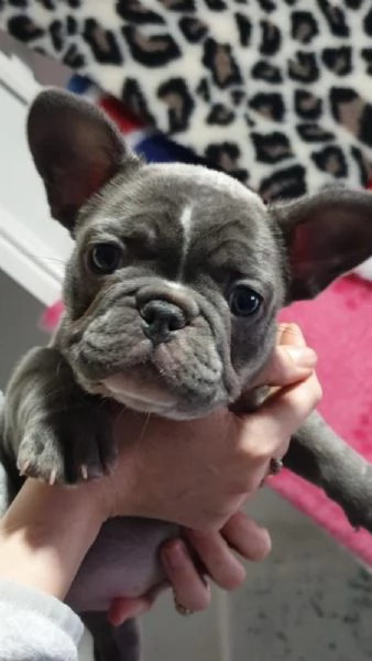 stupendi cuccioli di Bouledogue Francese | Foto 2
