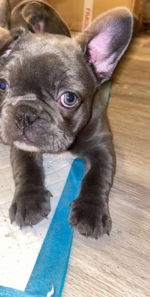 stupendi cuccioli di Bouledogue Francese | Foto 1