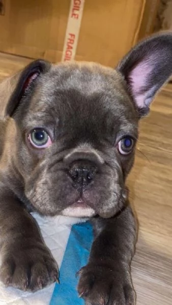 stupendi cuccioli di Bouledogue Francese | Foto 0