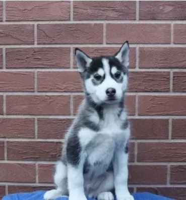 Dolcissimi Siberian Husky Cuccioli | Foto 2