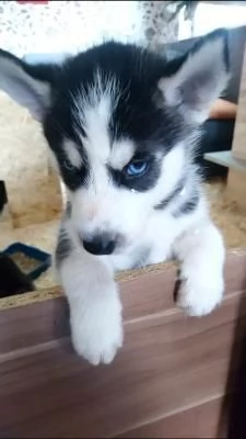 Dolcissimi Siberian Husky Cuccioli | Foto 1