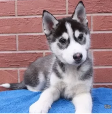 Dolcissimi Siberian Husky Cuccioli | Foto 0