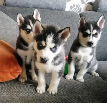 Dolcissimi Siberian Husky Cuccioli