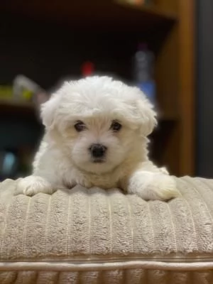 Disponibile Ulrimi cucciolo di maltese maschioe femmina | Foto 3