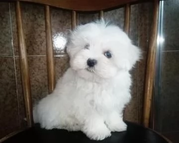 Disponibile Ulrimi cucciolo di maltese maschioe femmina