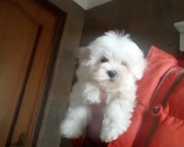 Disponibile Ulrimi cucciolo di maltese maschioe femmina | Foto 2