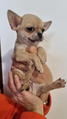 Maschio e femmina chihuahua pronti con pedigree | Foto 1