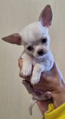Maschio e femmina chihuahua pronti con pedigree | Foto 0