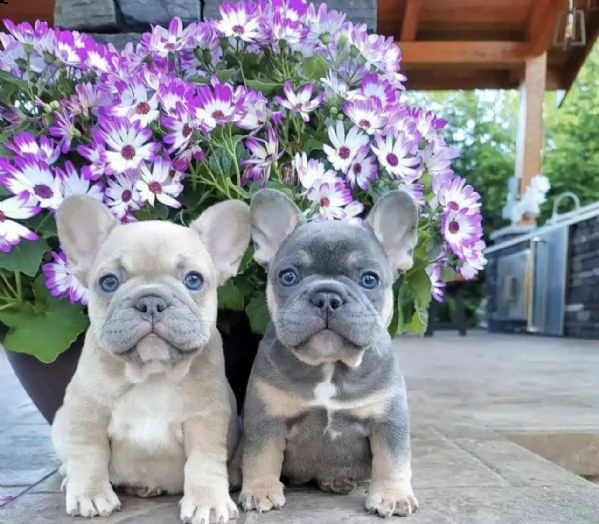 cuccioli di bulldog francese