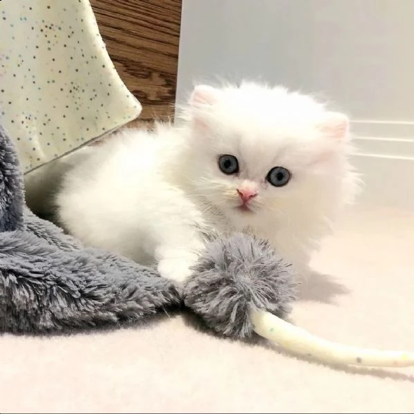 adorabili gattini munchkin