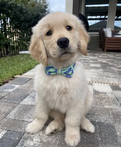 cuccioli golden retriever