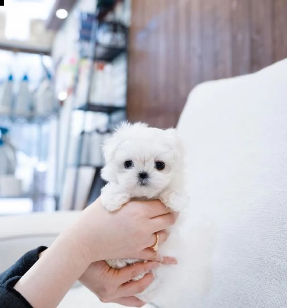 disponibili due cuccioli di maltese di prima classe