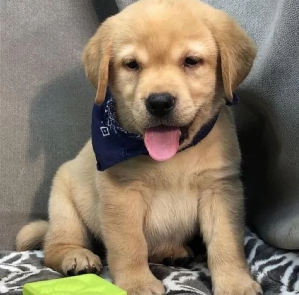  cuccioli di labrador retriever addestrati a casa