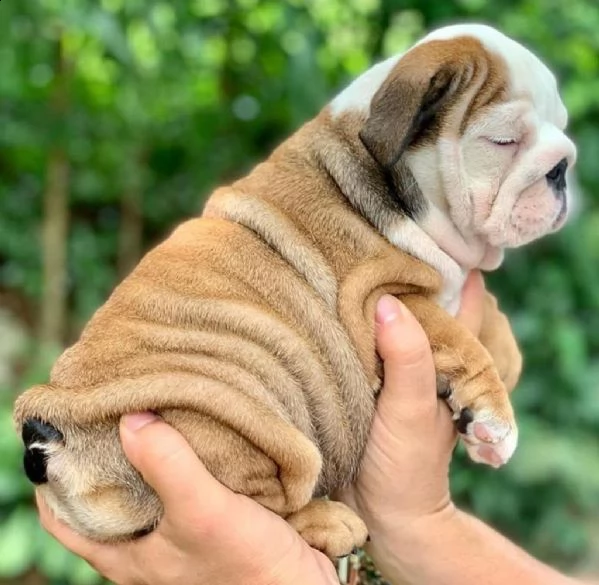  cuccioli di bulldog inglese super adorabili