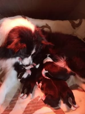 cuccioli border collie