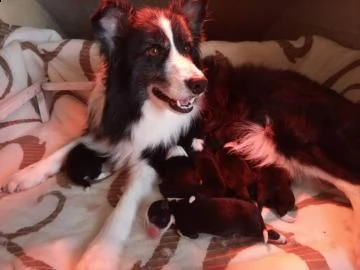 cuccioli border collie | Foto 2