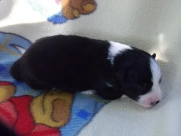 cuccioli border collie | Foto 1