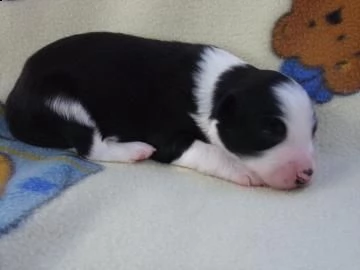 cuccioli border collie | Foto 0