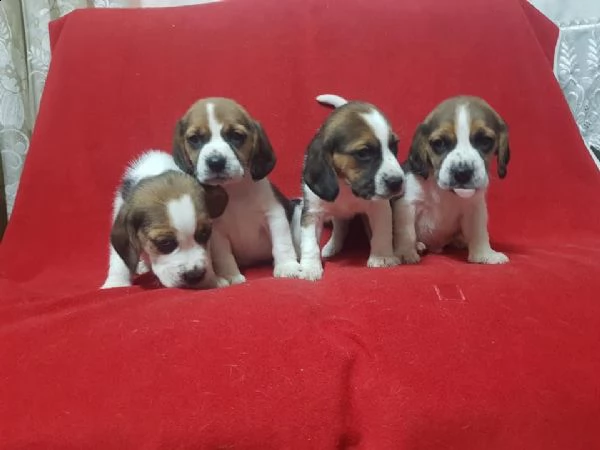 regalo cuccioli beagle whatsapp (0039 353 317 4023 ) | Foto 2