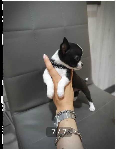 regalo cuccioli di chihuahua whatsapp ( 0039 353 317 4023 )