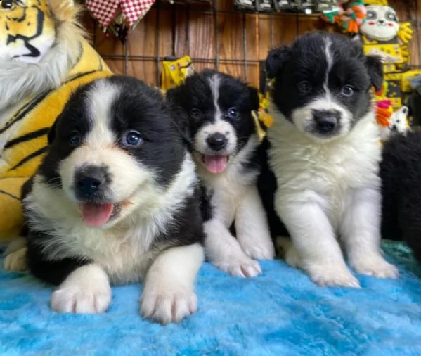 regalo cuccioli di border collie whatsapp ( 0039 353 317 4023 ) | Foto 0
