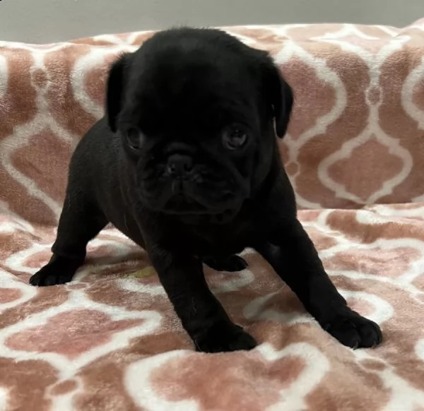 regalo bellissimi cuccioli di carlino whatsapp ( 0039 353 317 4023 ) | Foto 1