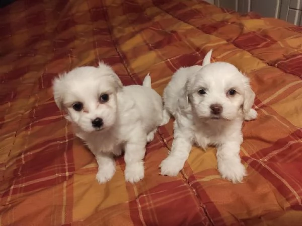regalo bellissimi cuccioli maltesi whatsapp (0039 353 317 4023) | Foto 1