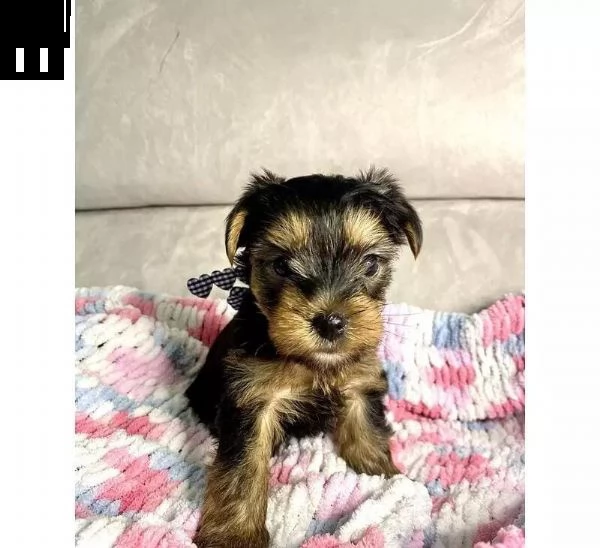 regala bellissimi cuccioli di yorkie whatsapp ( 0039 353 317 4023 ) | Foto 1