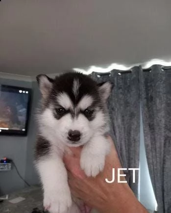 regala bellissimi cuccioli di husky whatsapp (0039 353 317 4023 )