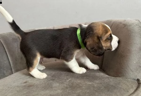adotta un cucciolo di beagle whatsapp (0039 353 317 4023 )