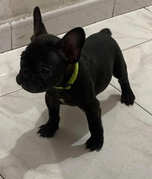 adotta un bulldog francese    whatsapp (0039 353 317 4023 )