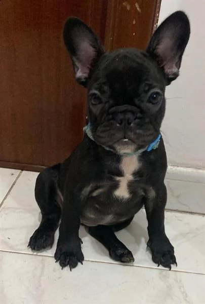 adotta un bulldog francese    whatsapp (0039 353 317 4023 ) | Foto 0