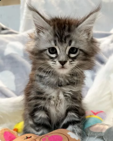 maine coons gatitos | Foto 6