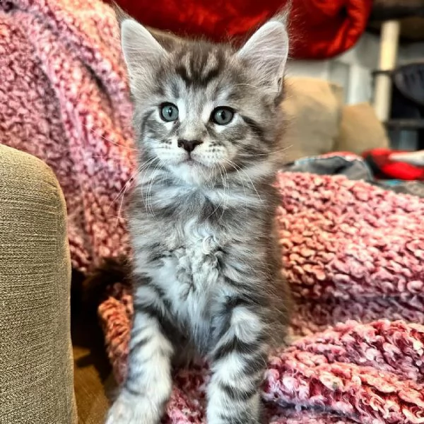 gattini maine coon | Foto 6