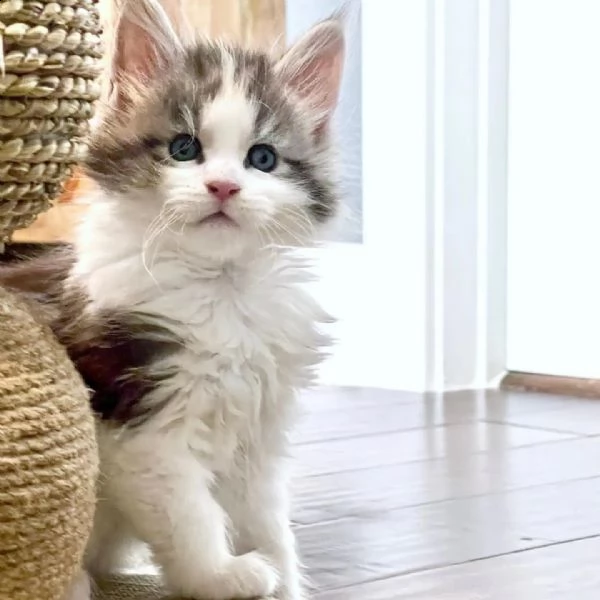gattini maine coon | Foto 5