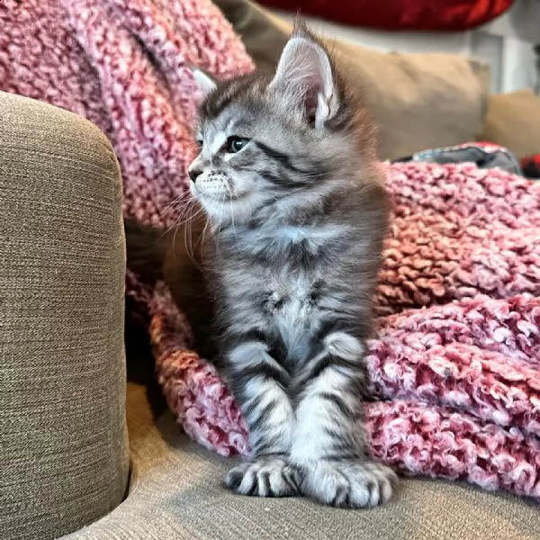 gattini maine coon | Foto 4