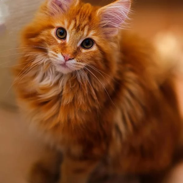 gattini maine coon | Foto 2
