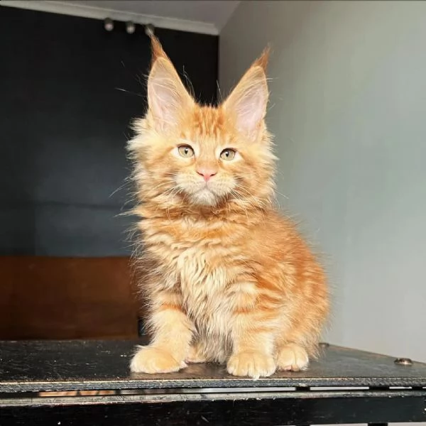 maine coon gattini 