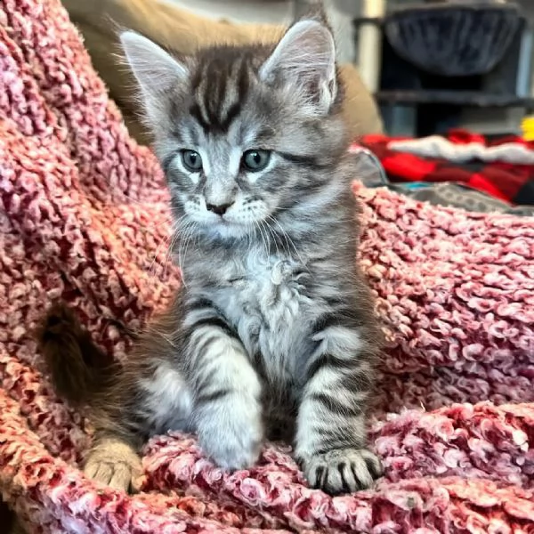 maine coon gattini  | Foto 3