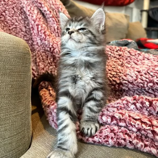 maine coon gattini  | Foto 2