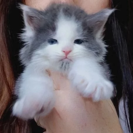 gattini maine coons  | Foto 1