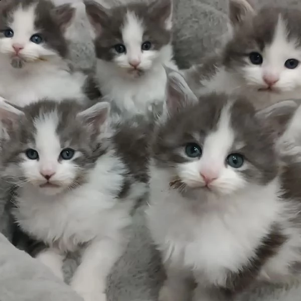 gattini maine coons  | Foto 0