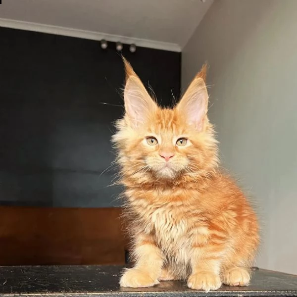 gattini maine coons  | Foto 2