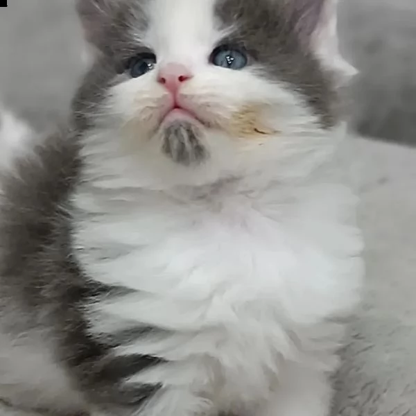 gattini maine coons  | Foto 4