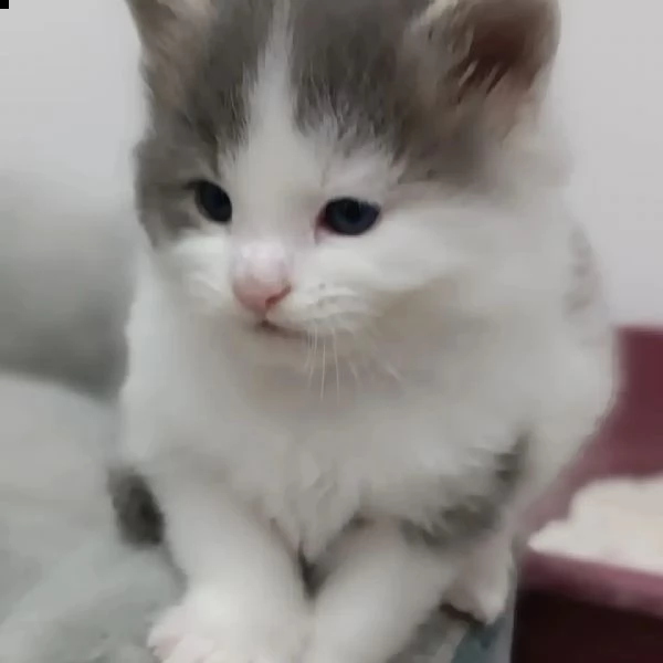 gattini maine coons  | Foto 3