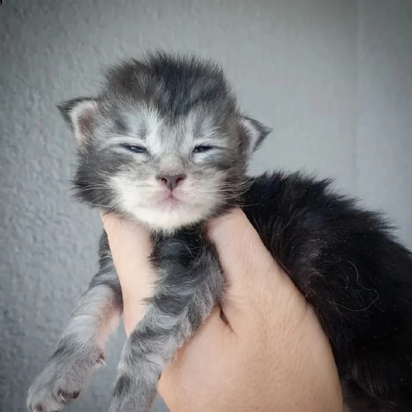 gattini maine coons  | Foto 1