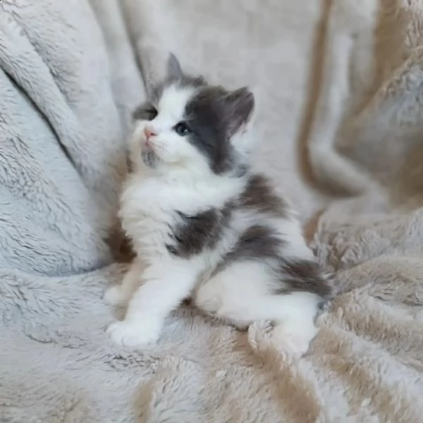 gattini maine coons  | Foto 1