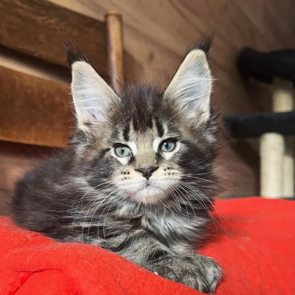 gattini maine coons  | Foto 4