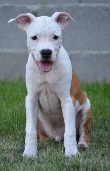 stafford terrier americano alta qualità | Foto 5